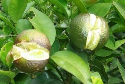 果實(shí)到底為什么會(huì)裂果，原因居然是這些！